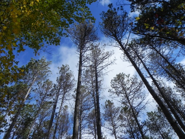 people in a forest measuring a tree