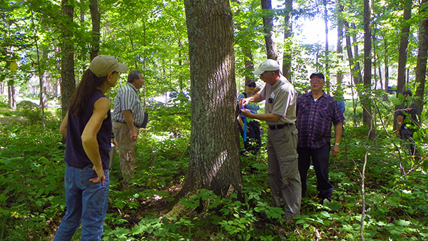 people in a forest measuring a tree